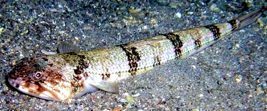 Synodus saurus_03.jpg